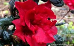 Autumn Fire Encore Azalea - 1 Gallon Pot -Garden Plant Seeds Encore Azalea Fire