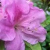 Autumn Lilac Encore Azalea - 1 Gallon Pot 2 Autumn Lilac Encore Azalea - 1 Gallon Pot -Garden Plant Seeds Encore Azalea Lilac 2 500x750 1