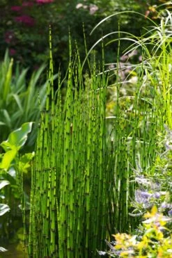 Horsetail Reed Grass - Equisetum Hyemale - 1 Gallon Pot 15 Horsetail Reed Grass - Equisetum Hyemale - 1 Gallon Pot -Garden Plant Seeds Equisetum Hymale 11