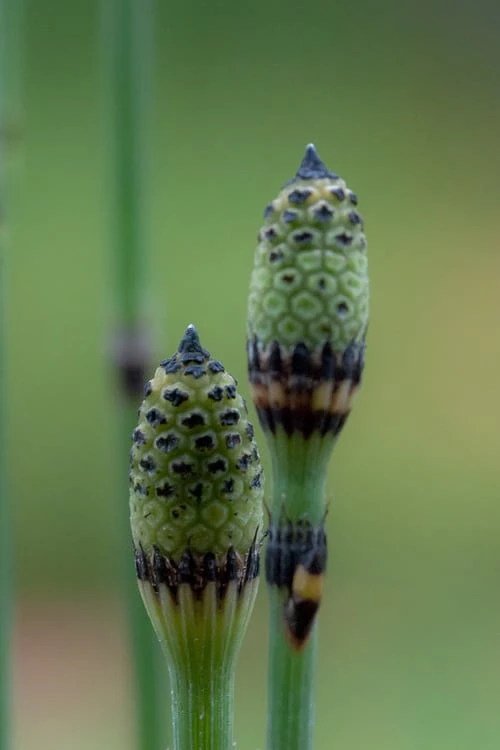 Horsetail Reed Grass - Equisetum Hyemale - 1 Gallon Pot 9 Horsetail Reed Grass - Equisetum Hyemale - 1 Gallon Pot - Image 7