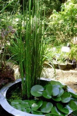 Horsetail Reed Grass - Equisetum Hyemale - 1 Gallon Pot 14 Horsetail Reed Grass - Equisetum Hyemale - 1 Gallon Pot -Garden Plant Seeds Equisetum Hymale 14