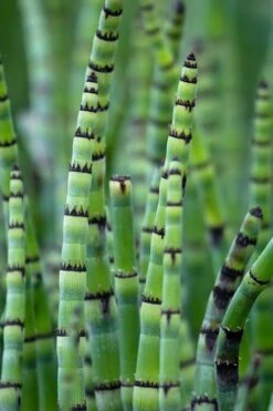Horsetail Reed Grass - Equisetum Hyemale - 1 Gallon Pot 13 Horsetail Reed Grass - Equisetum Hyemale - 1 Gallon Pot -Garden Plant Seeds Equisetum Hymale 15