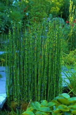 Horsetail Reed Grass - Equisetum Hyemale - 1 Gallon Pot 17 Horsetail Reed Grass - Equisetum Hyemale - 1 Gallon Pot -Garden Plant Seeds Equisetum Hymale 16