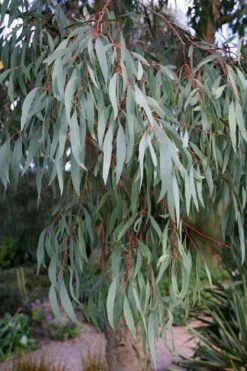 Angus Cold Hardy Eucalyptus Tree (Eucalyptus Nicholii) - 5 Gallon Pot -Garden Plant Seeds Eucalyptus Angus 15