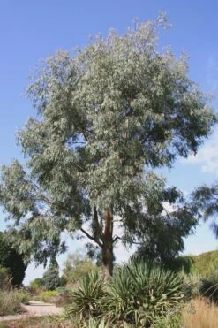 Angus Cold Hardy Eucalyptus Tree (Eucalyptus Nicholii) - Quart Pot -Garden Plant Seeds Eucalyptus Angus 16 3
