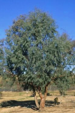 Angus Cold Hardy Eucalyptus Tree (Eucalyptus Nicholii) - 5 Gallon Pot -Garden Plant Seeds Eucalyptus Angus 17