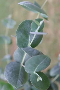 Big O Cold Hardy Eucalyptus Tree (Eucalyptus Neglecta) - 6 Pack Of 1 Gallon Pots -Garden Plant Seeds Eucalyptus Big O 3 500x750 2