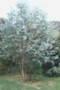 Big O Cold Hardy Eucalyptus Tree (Eucalyptus Neglecta) - 6 Pack Of 1 Gallon Pots -Garden Plant Seeds Eucalyptus Big O 5 500x750 2