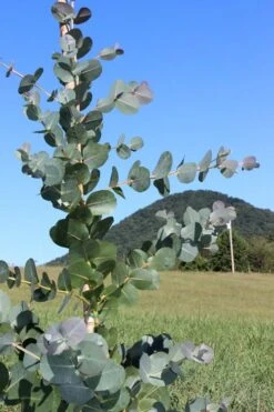 Big O Cold Hardy Eucalyptus Tree (Eucalyptus Neglecta) - 6 Pack Of 1 Gallon Pots -Garden Plant Seeds Eucalyptus Big O Cold 2 500x750 2