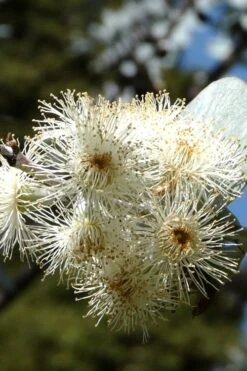 Bluey Cold Hardy Eucalyptus Tree (Eucalyptus Pulverulenta) - 1 Gallon Pot -Garden Plant Seeds Eucalyptus Bluey 6 1