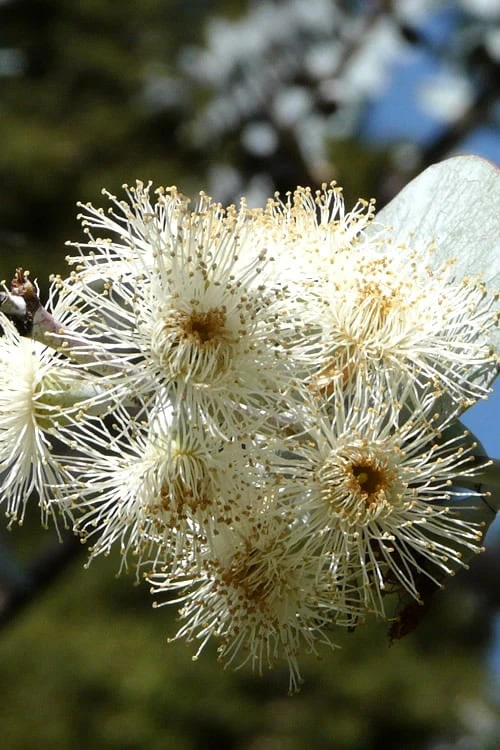 Bluey Cold Hardy Eucalyptus Tree (Eucalyptus Pulverulenta) - 6 Pack Of 1 Gallon Pots 10 Bluey Cold Hardy Eucalyptus Tree (Eucalyptus Pulverulenta) - 6 Pack Of 1 Gallon Pots - Image 8