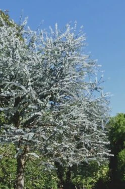 Bluey Cold Hardy Eucalyptus Tree (Eucalyptus Pulverulenta) - 1 Gallon Pot -Garden Plant Seeds Eucalyptus Bluey 7 1