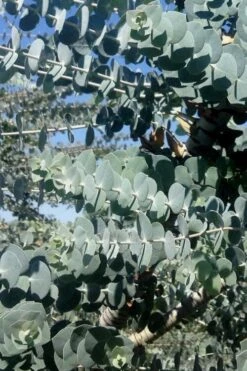 Bluey Cold Hardy Eucalyptus Tree (Eucalyptus Pulverulenta) - 1 Gallon Pot -Garden Plant Seeds Eucalyptus Bluey 8 1