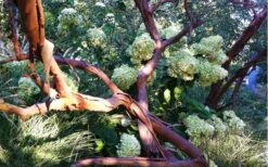 Funky Monkey Cold Hardy Eucalyptus Tree (Eucalyptus Parvula) - 5 Gallon Pot 13 Funky Monkey Cold Hardy Eucalyptus Tree (Eucalyptus Parvula) - 5 Gallon Pot -Garden Plant Seeds Eucalyptus Funky Monkey Branches 4