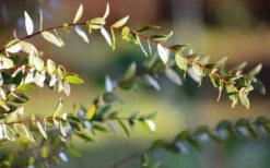 Funky Monkey Cold Hardy Eucalyptus Tree (Eucalyptus Parvula) - 3 Gallon Pot 14 Funky Monkey Cold Hardy Eucalyptus Tree (Eucalyptus Parvula) - 3 Gallon Pot -Garden Plant Seeds Eucalyptus Funky Monkey Leaves