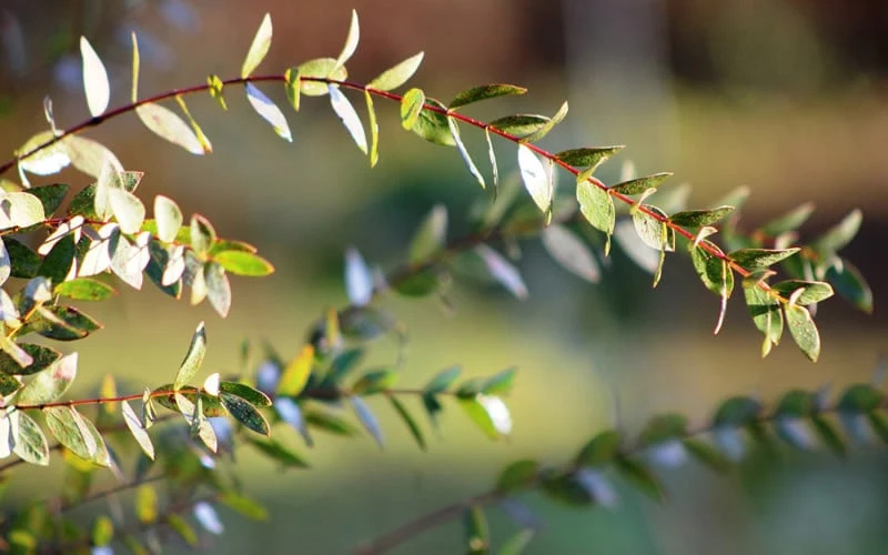 Funky Monkey Cold Hardy Eucalyptus Tree (Eucalyptus Parvula) - 5 Gallon Pot 8 Funky Monkey Cold Hardy Eucalyptus Tree (Eucalyptus Parvula) - 5 Gallon Pot - Image 6