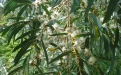 Funky Monkey Cold Hardy Eucalyptus Tree (Eucalyptus Parvula) - 2 Gallon Pot -Garden Plant Seeds Eucalyptus Funky Monkey Leaves Mature 2