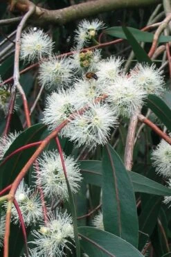 Jersey Girl Cold Hardy Eucalyptus Tree (Eucalyptus Macarthurii) - Quart Pot -Garden Plant Seeds Eucalyptus Jersey Girl 1 4