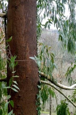 Jersey Girl Cold Hardy Eucalyptus Tree (Eucalyptus Macarthurii) - Quart Pot -Garden Plant Seeds Eucalyptus Jersey Girl 2 4