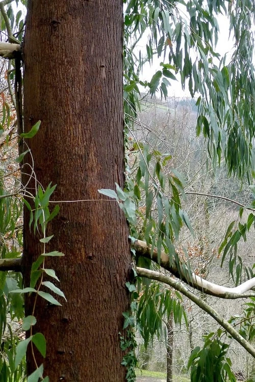Jersey Girl Cold Hardy Eucalyptus Tree (Eucalyptus Macarthurii) - 3 Quart Pot 10 Jersey Girl Cold Hardy Eucalyptus Tree (Eucalyptus Macarthurii) - 3 Quart Pot - Image 8
