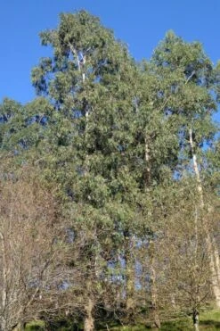 Jersey Girl Cold Hardy Eucalyptus Tree (Eucalyptus Macarthurii) - 2 Gallon Pot -Garden Plant Seeds Eucalyptus Jersey Girl 3 3