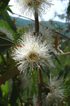 Jersey Girl Cold Hardy Eucalyptus Tree (Eucalyptus Macarthurii) - 3 Quart Pot 17 Jersey Girl Cold Hardy Eucalyptus Tree (Eucalyptus Macarthurii) - 3 Quart Pot -Garden Plant Seeds Eucalyptus Jersey Girl 4 5