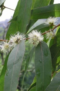 Jersey Girl Cold Hardy Eucalyptus Tree (Eucalyptus Macarthurii) - Quart Pot -Garden Plant Seeds Eucalyptus Jersey Girl 5 4