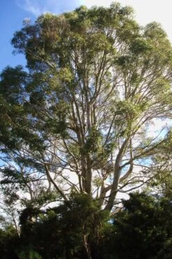 Jersey Girl Cold Hardy Eucalyptus Tree (Eucalyptus Macarthurii) - 3 Gallon Pot -Garden Plant Seeds Eucalyptus Jersey Girl 6 2