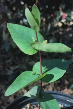 Jersey Girl Cold Hardy Eucalyptus Tree (Eucalyptus Macarthurii) - Quart Pot -Garden Plant Seeds Eucalyptus Jersey Girl 7 4