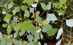 Lucky Country Cold Hardy Eucalyptus Tree (Eucalyptus Camphora) - 5 Gallon Pot -Garden Plant Seeds Eucalyptus Lucky Country 1