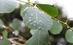 Lucky Country Cold Hardy Eucalyptus Tree (Eucalyptus Camphora) - 1 Gallon Pot -Garden Plant Seeds Eucalyptus Lucky Country 2 1