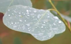 Lucky Country Cold Hardy Eucalyptus Tree (Eucalyptus Camphora) - 1 Gallon Pot -Garden Plant Seeds Eucalyptus Lucky Country 3 1