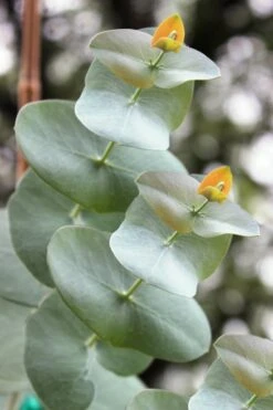 Luna Cold Hardy Eucalyptus Tree (Eucalyptus Perriniana) - 3 Gallon Pot -Garden Plant Seeds Eucalyptus Luna 1 2