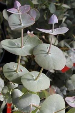 Luna Cold Hardy Eucalyptus Tree (Eucalyptus Perriniana) - 3 Quart Pot -Garden Plant Seeds Eucalyptus Luna 13 3