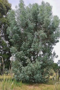 Luna Cold Hardy Eucalyptus Tree (Eucalyptus Perriniana) - 1 Gallon Pot -Garden Plant Seeds Eucalyptus Luna 5