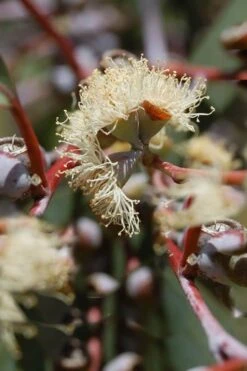 Luna Cold Hardy Eucalyptus Tree (Eucalyptus Perriniana) - 3 Gallon Pot -Garden Plant Seeds Eucalyptus Luna 6 2