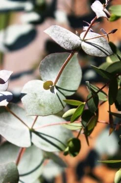 Maggie Cold Hardy Eucalyptus Tree (Eucalyptus Nova Anglica) - Quart Pot -Garden Plant Seeds Eucalyptus Maggie 10