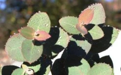 Maggie Cold Hardy Eucalyptus Tree (Eucalyptus Nova Anglica) - Quart Pot -Garden Plant Seeds Eucalyptus Maggie 11