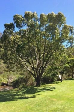 Sheila Cold Hardy Eucalyptus Tree (Eucalyptus Stellulata) - Quart Pot -Garden Plant Seeds Eucalyptus Sheila 1
