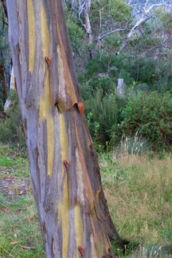 Sheila Cold Hardy Eucalyptus Tree (Eucalyptus Stellulata) - 3 Gallon Pot -Garden Plant Seeds Eucalyptus Sheila 10 2