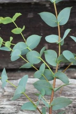 Sheila Cold Hardy Eucalyptus Tree (Eucalyptus Stellulata) - 3 Gallon Pot -Garden Plant Seeds Eucalyptus Sheila 2 2