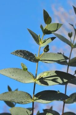 Sheila Cold Hardy Eucalyptus Tree (Eucalyptus Stellulata) - Quart Pot -Garden Plant Seeds Eucalyptus Sheila 5