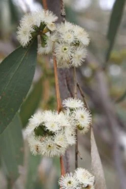 Sheila Cold Hardy Eucalyptus Tree (Eucalyptus Stellulata) - 3 Gallon Pot -Garden Plant Seeds Eucalyptus Sheila 8 2