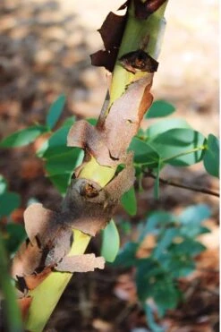 Sheila Cold Hardy Eucalyptus Tree (Eucalyptus Stellulata) - 6 Pack Of 1 Gallon Pots -Garden Plant Seeds Eucalyptus Sheila 9 1