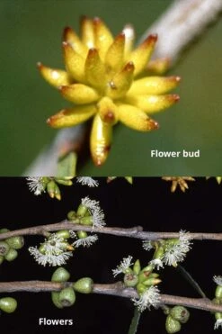 Skinny Minny Hardy Eucalyptus Tree (Eucalyptus Moorei) - 2 Gallon Pot -Garden Plant Seeds Eucalyptus Skinny Minny 1 4