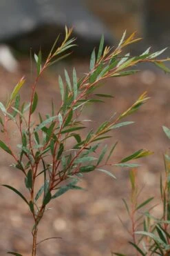 Skinny Minny Hardy Eucalyptus Tree (Eucalyptus Moorei) - 3 Gallon Pot 9 Skinny Minny Hardy Eucalyptus Tree (Eucalyptus Moorei) - 3 Gallon Pot -Garden Plant Seeds Eucalyptus Skinny Minny 2