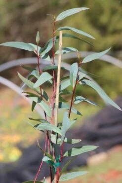 Snow Day Cold Hardy Eucalyptus Tree (Eucalyptus Gregsoniana) - 1 Gallon Pot -Garden Plant Seeds Eucalyptus Snow Day 1 2