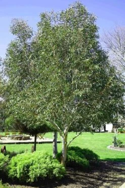 Snow Day Cold Hardy Eucalyptus Tree (Eucalyptus Gregsoniana) - 3 Gallon Pot -Garden Plant Seeds Eucalyptus Snow Day 2 3