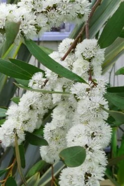 Snow Day Cold Hardy Eucalyptus Tree (Eucalyptus Gregsoniana) - 1 Gallon Pot -Garden Plant Seeds Eucalyptus Snow Day 5 2