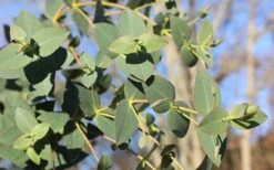 Cab Sav Cold Hardy Eucalyptus Tree (Eucalyptus Rubida) - 1 Gallon Pot -Garden Plant Seeds Eucalyptus Tree Cab Sav Rubida 2